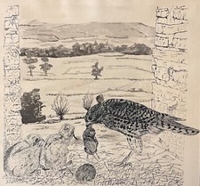 Rapace et ses petits lavis d'encre 39,5 cm par 37,5 cm anonyme XXe Oiseaux