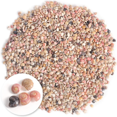 2000 PCS Colourful Tiny Mini Small Sea Shells for Crafting Spiral Conch Shells f