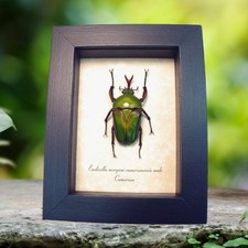 標本用品 Tanzania Eudicela e.euthalia 40mm Eudicella for collectors | rare Cetoniidae