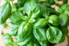 400 SWEET BASIL SEEDS | SALE FREE SHIPPING NON GMO