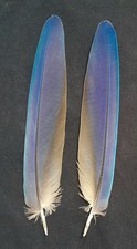 1 Pair (Left + Right) Blue and Gold Macaw Wing Feather (7.5