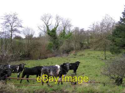 Photo 6x4 Cows at Cranny An Oghmagh They are managing to find some grazin c2007
