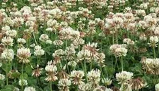 Seminole Ladino Clover (Coated)