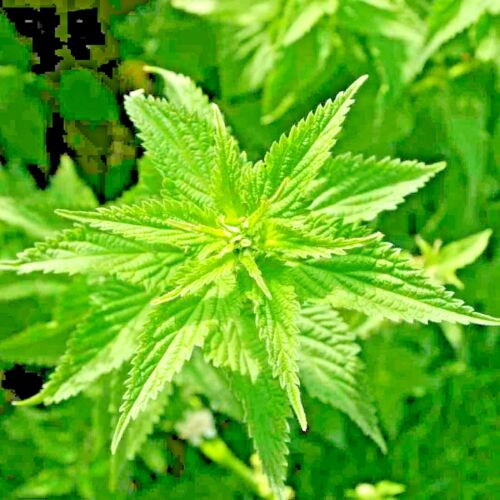 2000+ STINGING NETTLE SEEDS HEIRLOOM SPRING PERENNIAL HERB MEDICINAL POLLINATORS - Zdjęcie 1 z 6