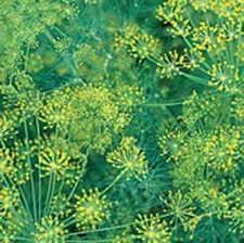 Dill Bouquet Great Garden Herb 6,000 Seeds