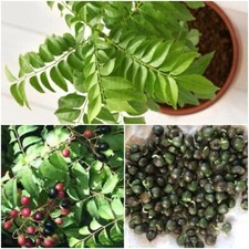 100 seeds Curry leaf plant kadi patta murraya Seeds Samen