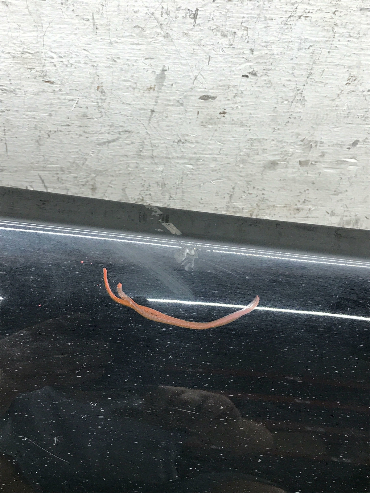 2014 ASTON MARTIN RAPIDE LEFT ROCKER PANEL MOULDING SIDE JET BLACK (AST1328H)