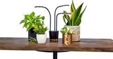 Aerogarden Trio Grow Light for Indoor Plants,...