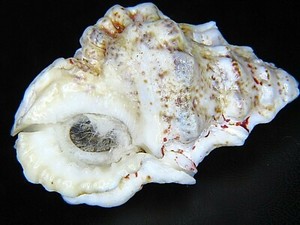 BURSA BUFONIA: LARGE & CLEAN @ 64.77MM W/OPERC!