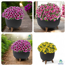 Blumentopf mit Füßen Schale Übertopf Kräutertopf inkl. Einsatz 3 Farben 5 Größen