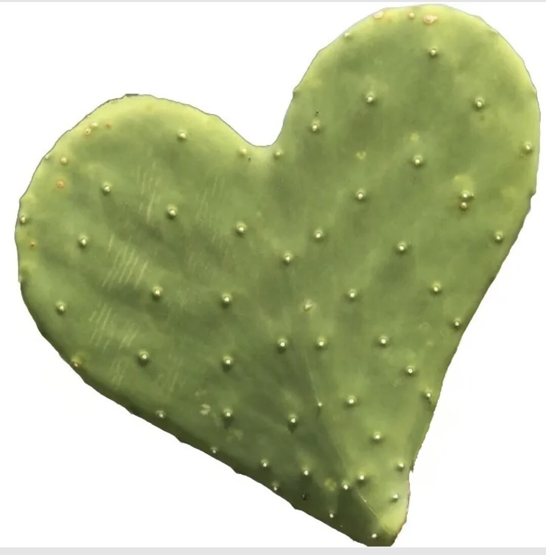 Rare Heart Shaped Prickly Pear Cactus pads.   A unique Valentines gift    | eBay