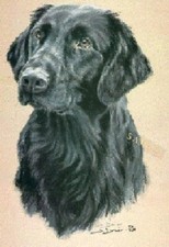 Flat Coated Retriever Limited Edition Art Print by UK Artist Sue Driver