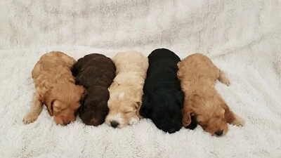 spoodle puppies for sale gumtree