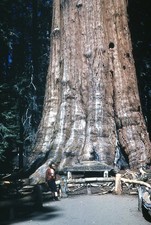 General Sherman Tree Sequoia National Park Giant Sequoia Vintage Photo 35mm