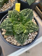 Ariocarpus 'Godzilla' SeedGrown Raresuculents Garden Décor Boutique WYSIWYG120 Ariocarpus 'Godzilla' SeedGrown Raresuculents Garden Décor Boutique WYSIWYG120 - Image 1