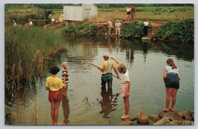 Vintage Postcard Crabbing at Crab Creek Dennis MA Cape Cod Massachusetts Fishing