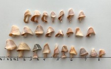 25 Mushroom Shell Beach Seashells Natural Shaped fragment craft tree dollhouse Y