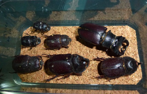 Coleópteros