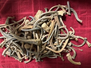 Lote de 150 Tallos de Calabaza Secos Otoño Otoño Artesanías Pequeñas Medianas Grandes
