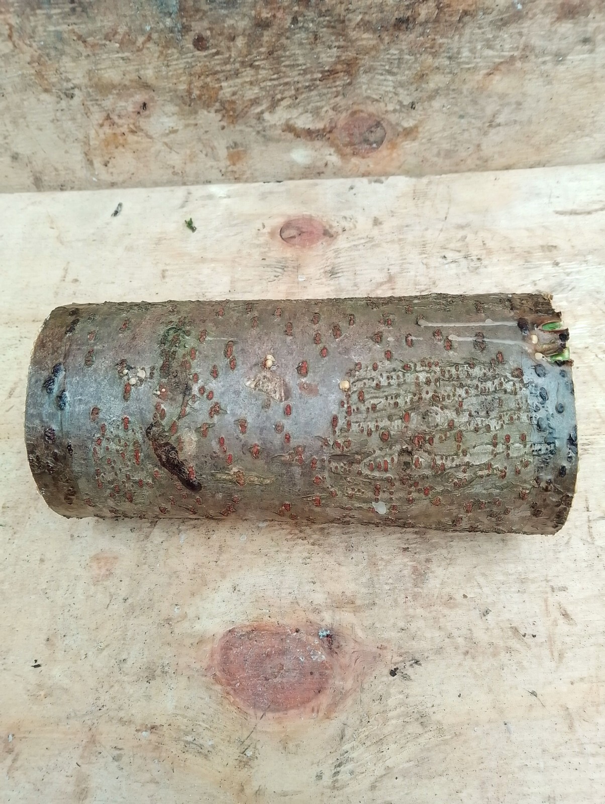 Staghorn sumac woodturning log blank,carving,craft wood,1.2kg200x90