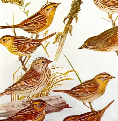 Sparrows 9 Varieties 1936 Bird Lithograph Color Plate Art Nature Print DWU12C