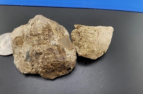 Complete Turtle Shell And Skull Fossil Cretaceous Period Baby Alligator Snapper - Picture 17 of 24