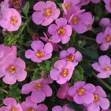 6 Trailing Bacopa Giant Flowering  Rose Pink Hanging Basket Patio Plug Plants