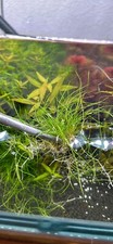 2 clumps Dwarf Hair Grass Eleocharis High Tech Live Aquarium