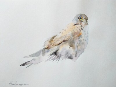 Kestrel,  Birds, Watercolor artwork, Handmade, Original painting on paper