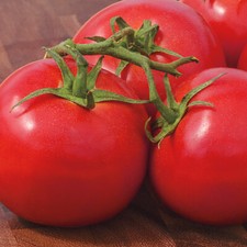 Tomato Seed: Early Girl Tomato Seeds Fresh Seed