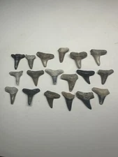 Colorful Lemon Shark Tooth Lot 18 Bone Valley Fossil Teeth Florida