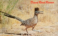 Desert Road Runner State Bird of New Mexico Vintage Postcard Unused