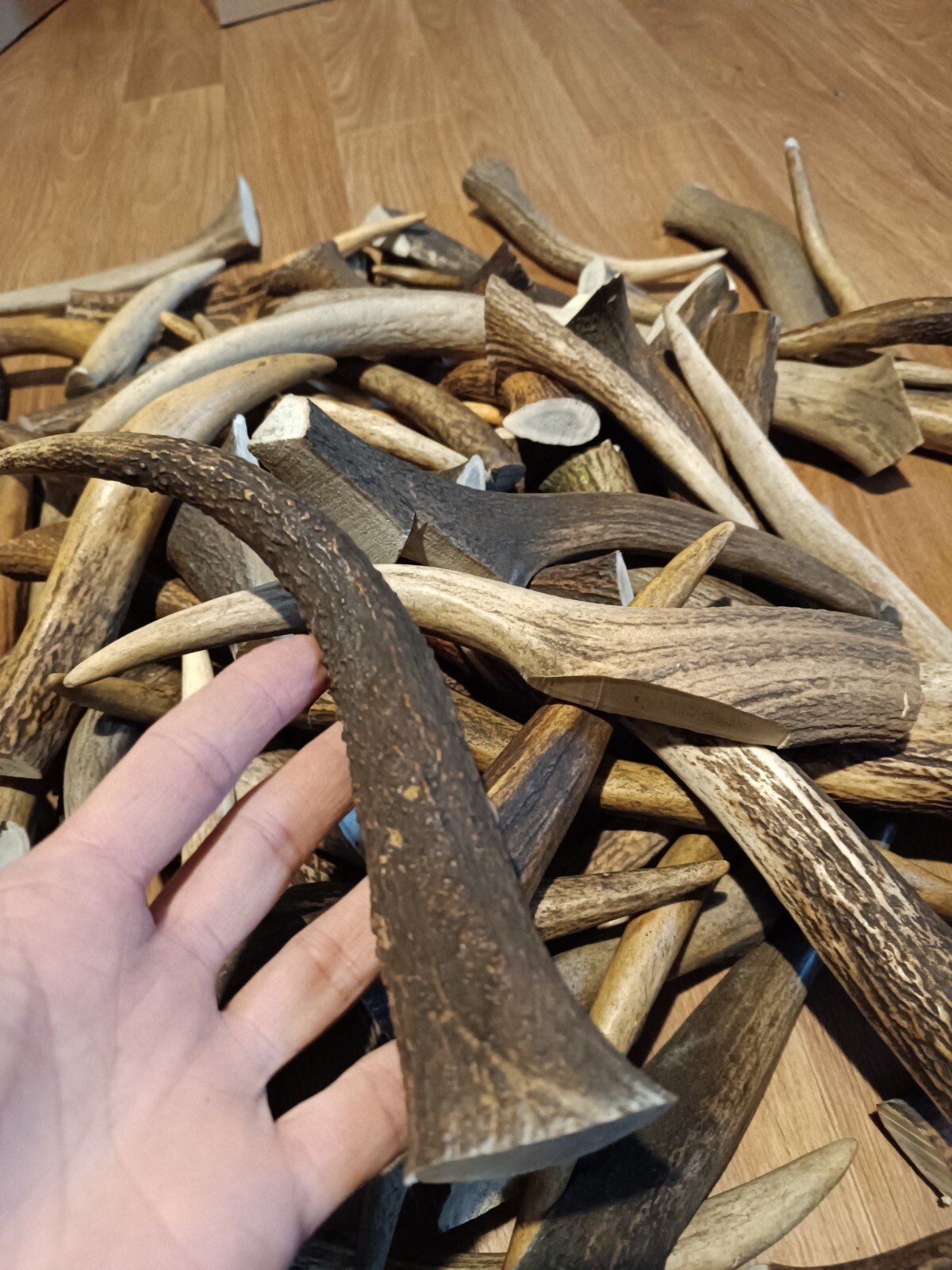 Juego de 5 astas de ciervo rojo masticables naturales para perro - Mide aprox 16-20 cm de largo.