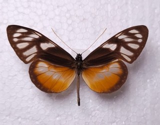 Olyras crathis ssp montagui male Ithomiidae Kolumbien Schmetterlinge Entomologie