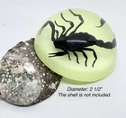 Black Scorpion Specimen Glow in Hemisphere Resin Education Collection