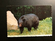 Old Vintage " BLACK BEAR-Great Smoky Mountains" Postcard Made in USA