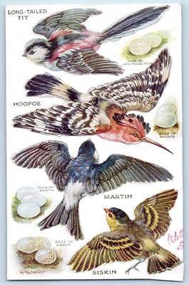 Oilette Tuck Postcard Birds On The Wings Eggs Embossed c1910's Antique Unposted