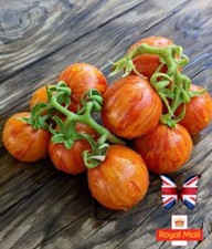 TOMATO 15 SEEDS ?BONTE TIGRET? DWARF DETERMINED MICRO RED Zebra PLUM STRIPE