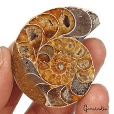 134 Cts Natural Untreated Brown Ammonite Fossil Cab Loose Rare Gem For Pendant