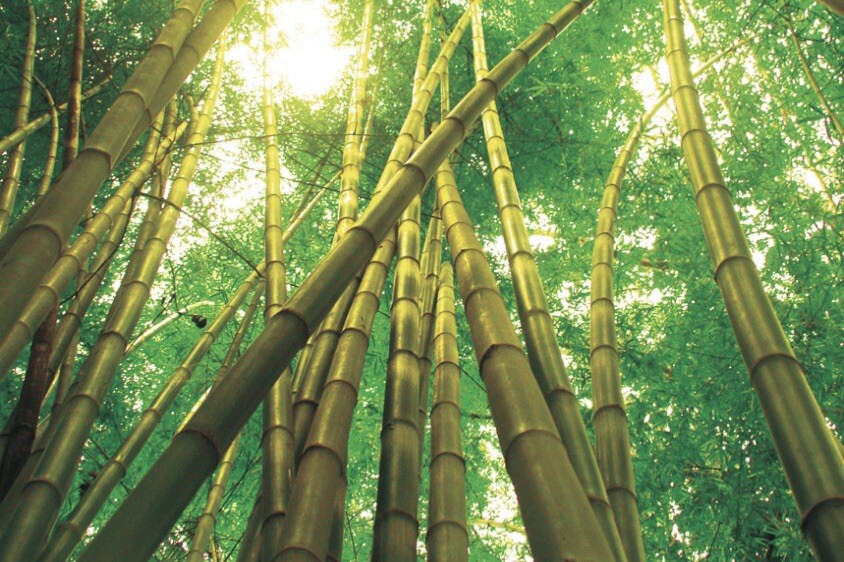 NEW! Bamboo Fiber Keto Baking, GlutenFree, High Fiber, Fine Milled 🇺🇸