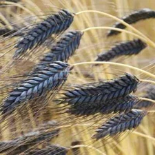 Tibetan Black Barley Seeds (200) / BREADS / FIBER / GRAINS / SUPER RARE