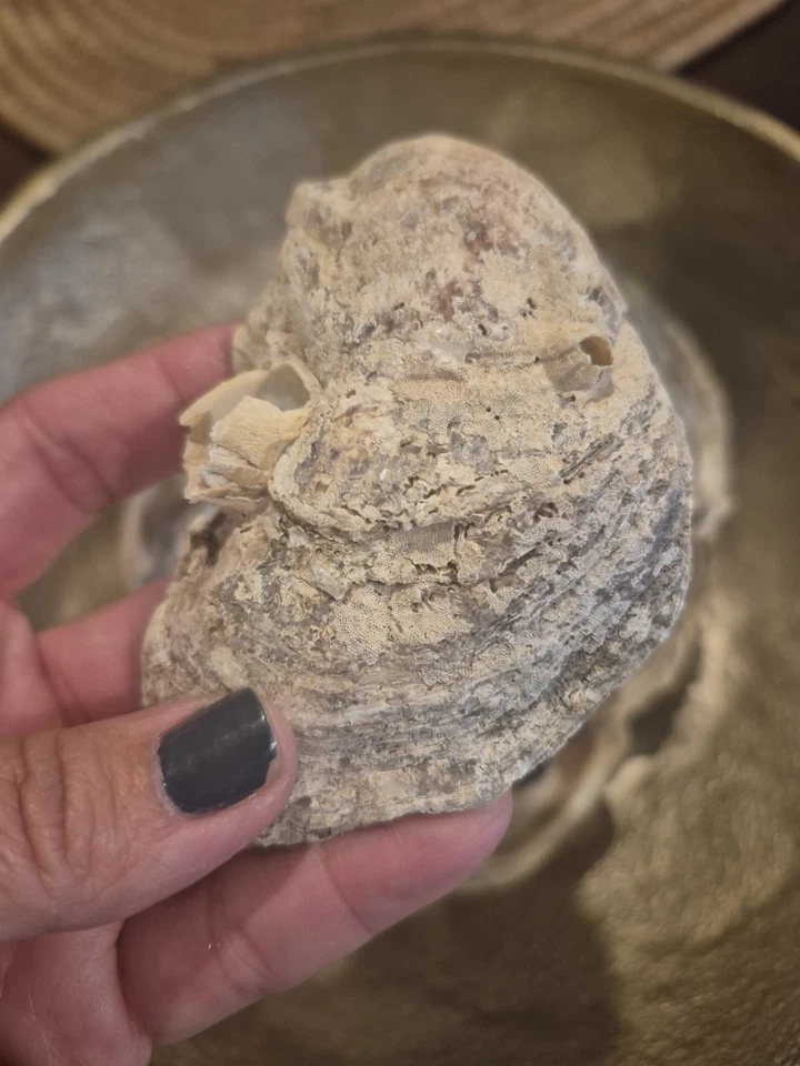 Оптовые раковины устриц США, очищенные/отбеленные, раковины устриц для рукоделия - Изображение 4 из 4