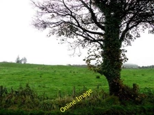 Photo 6x4 Tree, Drumlegagh Bellway Looking north from Drumlegagh Road Nor c2013