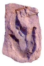 Grallator Dinosaur Footprint Track Fossil Replica with Mud Crack - 3" X 5" - Dis