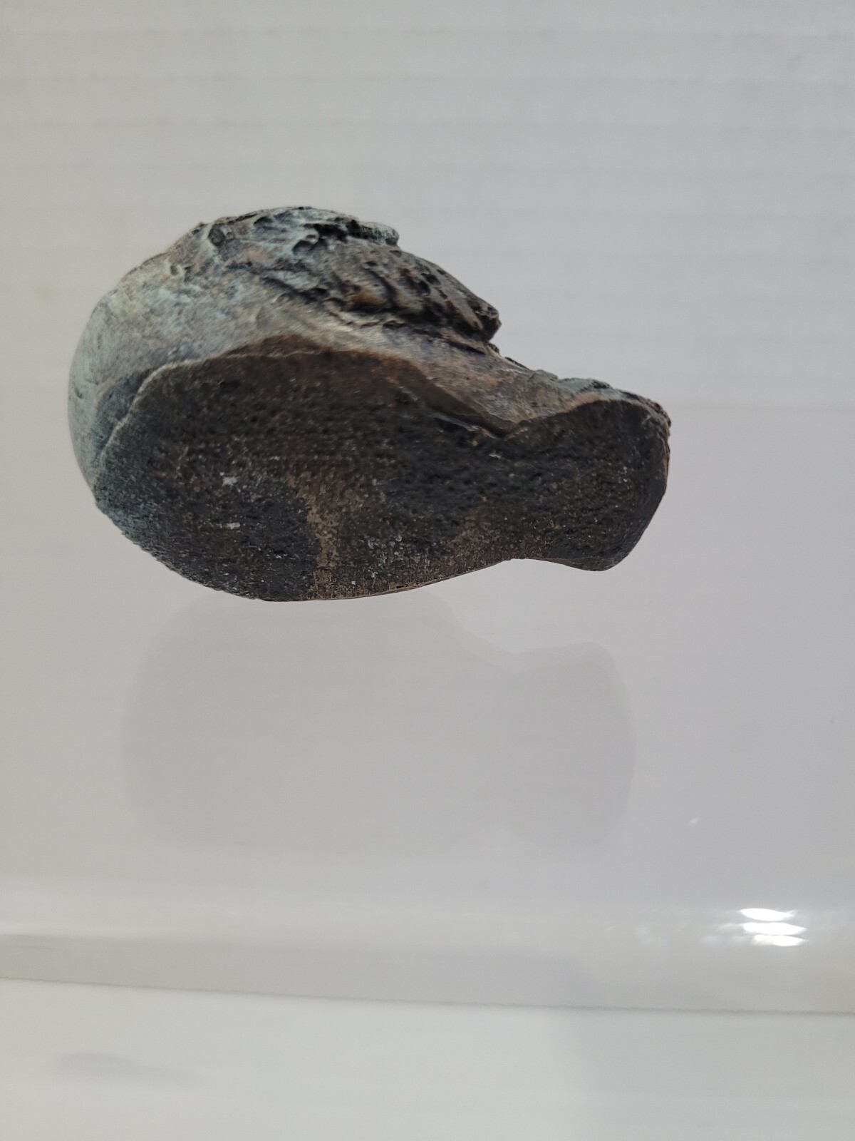 Small Bird Nesting With Closed Eyes 