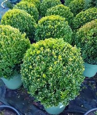 Buxus sempervirens (common box) topiary ball 45-50cm diameter