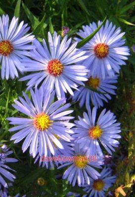 PHOTO  MICHAELMAS DAISY (ASTER LANCEOLATUS X NOVI-BELGII) 