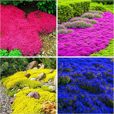 6000 Mixed Creeping Thyme Seeds for Planting - Heirloom Flowers Perennial Thyme