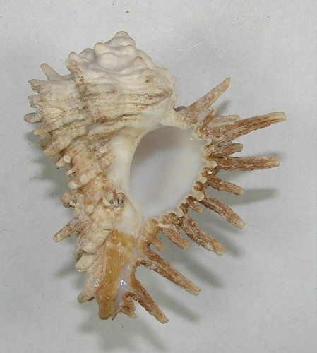 MUREX OXYACANTHA 42.15mm SUPER CHOICE SPECIMEN Los Hadas, Manzanillo, Colima, MX - 第 1/2 張圖片