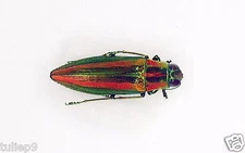 Buprestidae- Jewel Beetle -  Colourful Iridotaenia sp (MorF) - North East Laos
